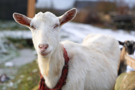 A white goat, adorned with a bright red collar, is standing gracefully in the glistening snow, showing its thick fur and snoutの写真素材