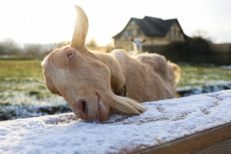 A goat is comfortably laying on a wooden fence amidst the snow, with a quaint house visible in the background of the picturesque sceneの写真素材
