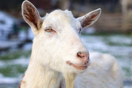 In a picturesque field, a goat that possesses a distinct beard is standing still, gazing directly at the camera, captured beautifullyの写真素材