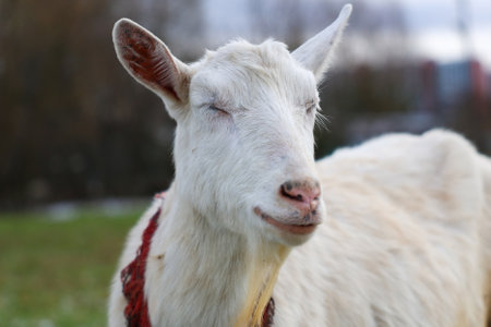 In a lush green field, a white goat stands peacefully with its eyes gently closed, enjoying the serene surroundings of the countrysideの写真素材