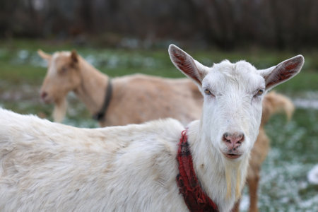 In a vibrant green field, a striking white goat, adorned with a bright red collar, is standing proudly among a group of other goats nearbyの写真素材