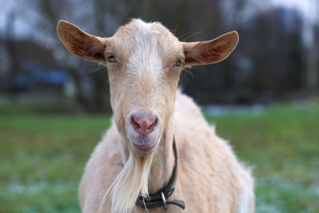 In a picturesque field, a goat that possesses a distinct beard is standing still, gazing directly at the camera, captured beautifullyの写真素材