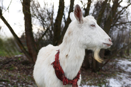 A white goat elegantly adorned with a vibrant red scarf gracefully wrapped around its neck, adding a touch of charm to its appearanceの写真素材