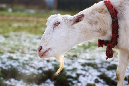 A fluffy white goat is seen wearing a bright red scarf draped stylishly around its neck, adding a charming touch to its appearanceの写真素材