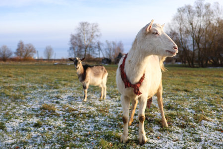 Two goats are calmly standing together in a picturesque field where soft snow blankets the ground all around themの写真素材