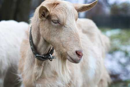 This image features a closeup view of a goat that is adorned with a collar around its neck, highlighting its unique featuresの写真素材