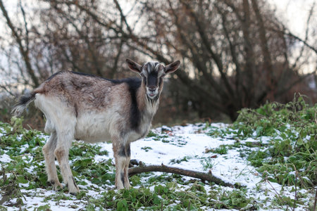 A goat is calmly standing in a white, snowy field while it is looking directly at the camera with curiosity and interestの写真素材