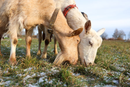 A herd of goats can be seen grazing peacefully in a beautiful snowy field, enjoying their time in this tranquil winter landscapeの写真素材
