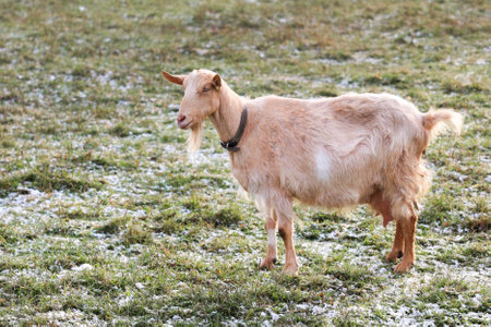 In a beautiful grassy field, there stands a goat proudly wearing a distinctive black collar, enjoying the serenity of its surroundingsの写真素材