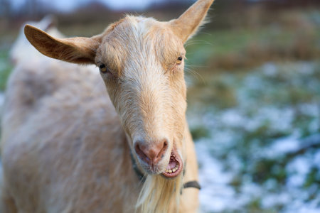 A goat that has a long, flowing beard is currently standing in an open field and is intently looking directly at the camera lens positioned nearbyの写真素材