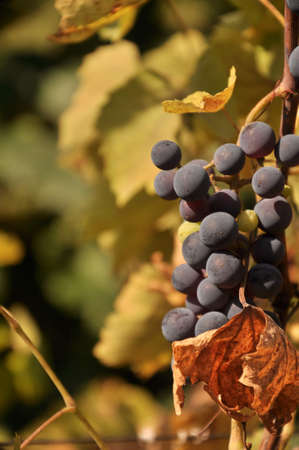 Grapes ripening on vineyards in autumn, close up