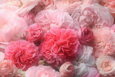  Background image of pink vintage roses 