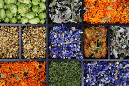 Variety of drying herbs の写真素材