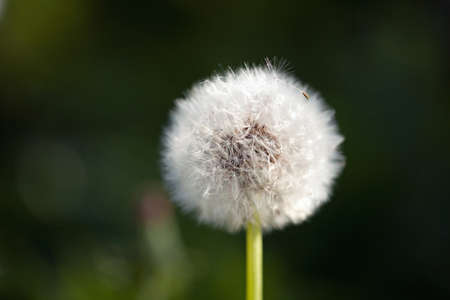 Dandelion flower の写真素材