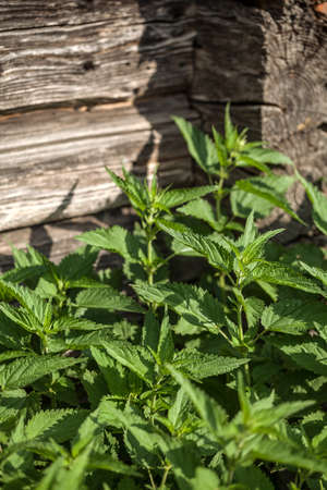Nettle near old house の写真素材
