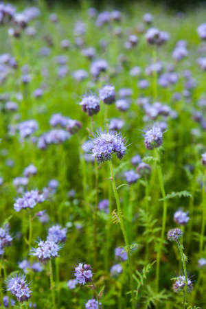 Phaceliaの写真素材