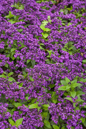 Impressionism museum garden in Giverny, France の写真素材