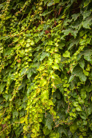 The green creeper plant on the wall