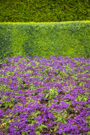 Impressionism museum garden in Giverny, France の写真素材