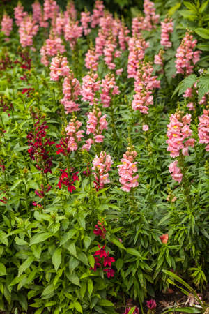 Impressionism museum garden in Giverny, France の写真素材
