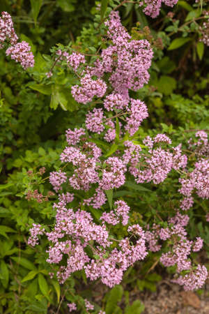 Oreganoの写真素材