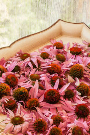 Drying echinacea flowers in a shadow.の写真素材