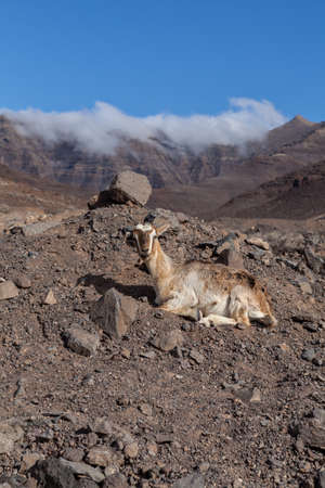 Goat in Fuerteventura, Canary Islands, Spain.の写真素材