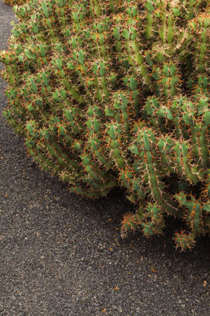 Cactus in Cactus Garden. Guatiza, Lanzarote, Canary Islands, Spain.