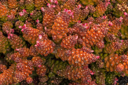 Cactus in Cactus Garden. Guatiza, Lanzarote, Canary Islands, Spain.