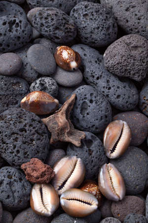 Beach pebbles and shells