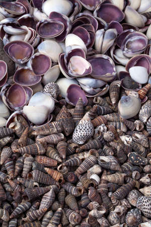 Sea shellsの写真素材