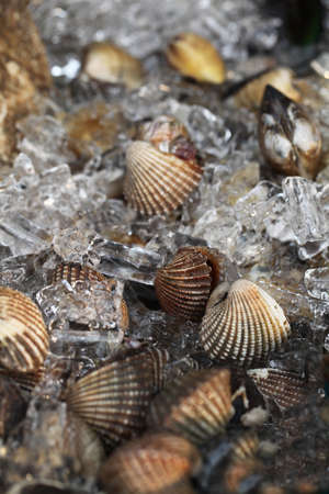 Fresh mussels in a street food market. Krabi, Thailand.の写真素材
