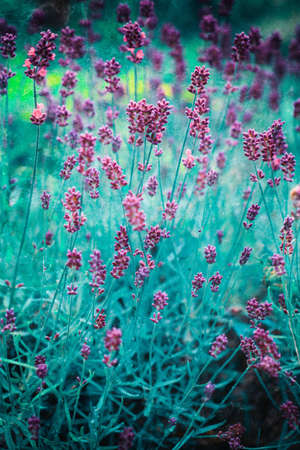 Vintage flowersの写真素材