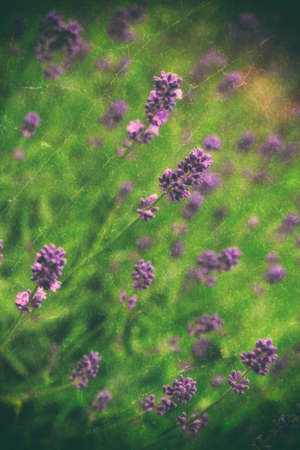 Vintage lavenderの写真素材