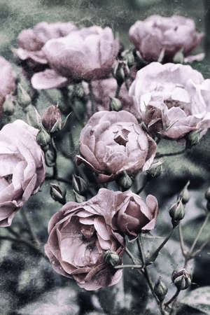 Vintage rosesの写真素材