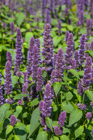 Anise hyssop Agastache foeniculumの写真素材