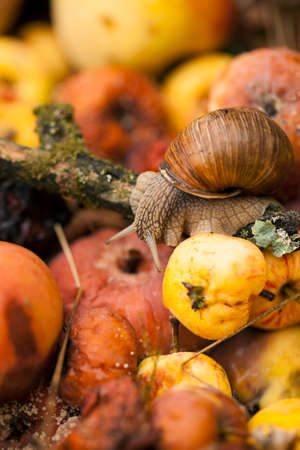Snail in a compost binの写真素材