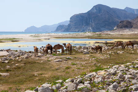 Camels on a beach in Omanの写真素材