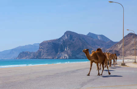 Camel crossing the road near Salalah, Oman.の写真素材