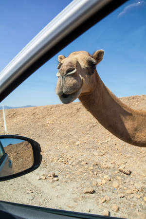 Curious and friendly camel near Salalah, Oman..の写真素材