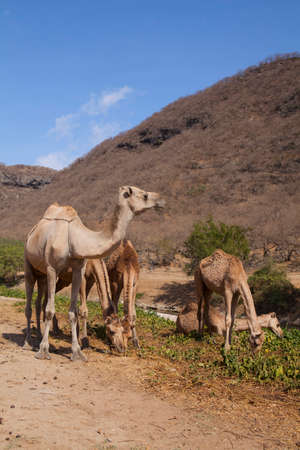 Camels in Omanの写真素材