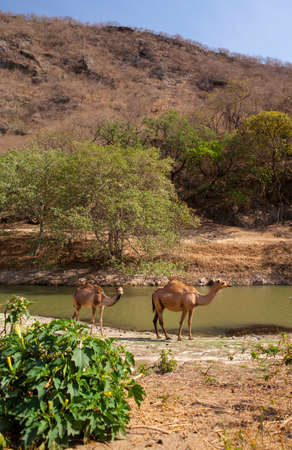 Camels in Dhofar, Oman.の写真素材