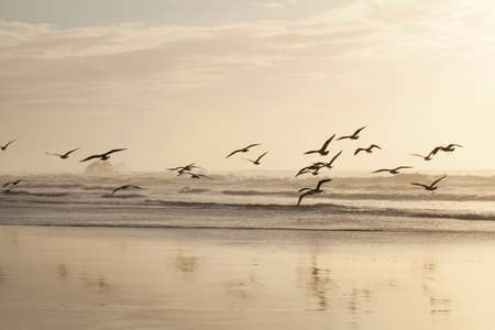 Seagulls in front of wild Atlantic Ocean coast in Portugal at sunset.の写真素材