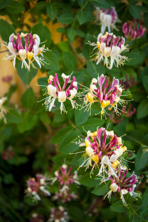 Lonicera periclymenum, common names honeysuckle, common honeysuckle, European honeysuckle or woodbineの写真素材