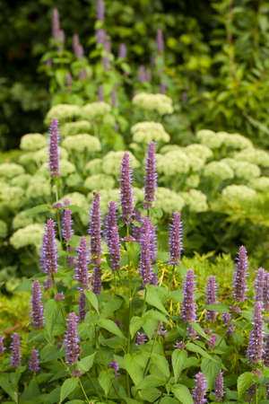 Image of giant Anise hyssop (Agastache foeniculum) in a summer garden.