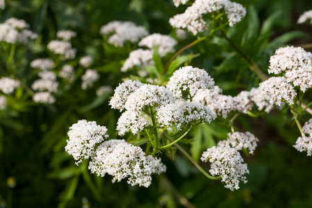 Flowers of Valeriana Officinalis or Valerian plant, used to treat insomnia in herbal medicine, in the herbs garden at summer.の写真素材