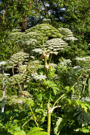 Heracleum Sosnowskyi or Sosnowsky's Hogweed, is a flowering plant .All parts of plant contain the intense toxic allergen furanocoumarin.の写真素材
