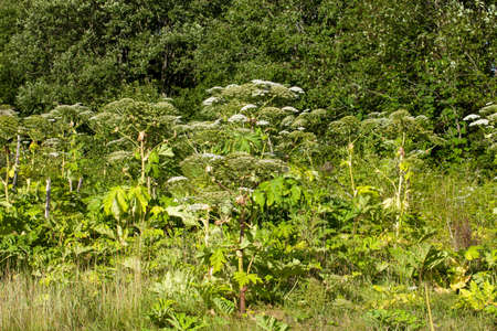 Heracleum Sosnowskyi or Sosnowsky's Hogweed, is a flowering plant .All parts of plant contain the intense toxic allergen furanocoumarin.の写真素材