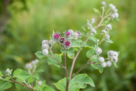 Flowering Great Burdock (Arctium lappa)