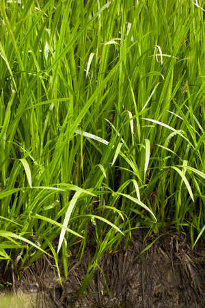 Acorus calamus - also called sweet flag or calamus